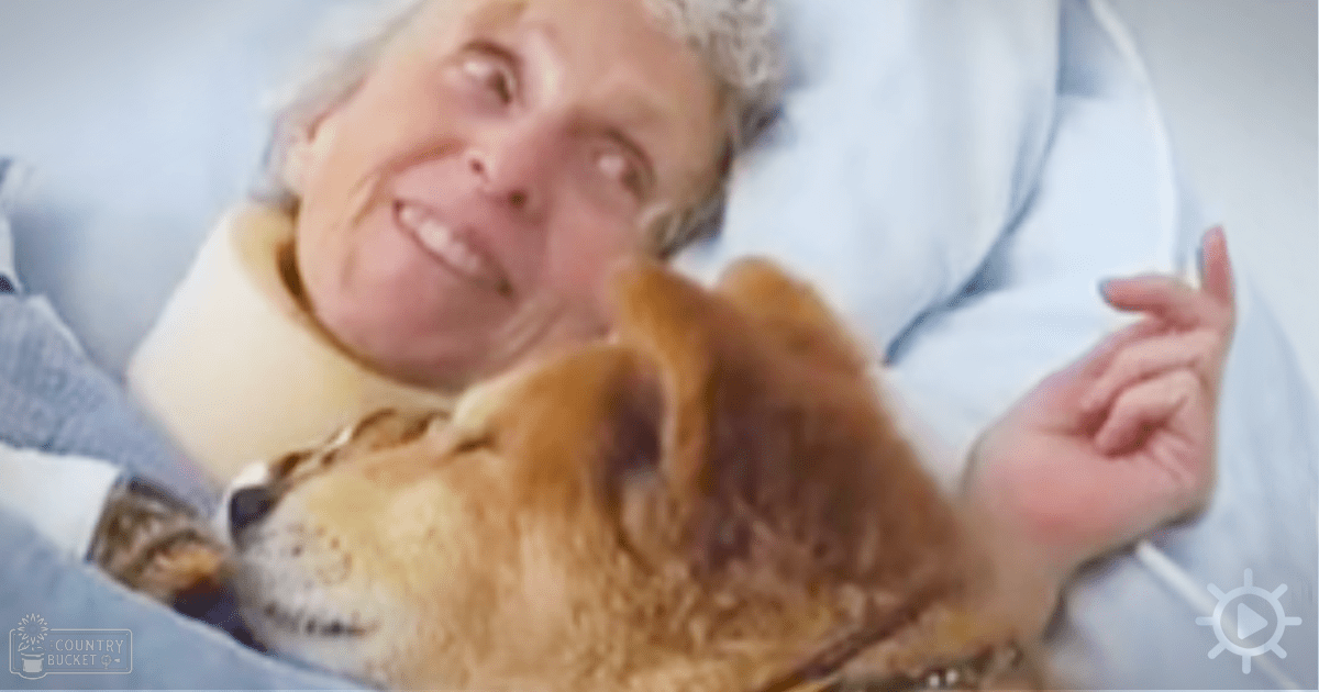 An older adult female wearing a light blue hospital gown with patterned fabric, lying in what appears to be a hospital bed next to a brown Shiba Inu dog with white markings around the muzzle.