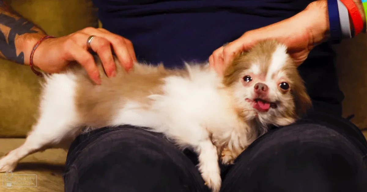 A Chihuahua puppy with white fur and brown markings being petted by an adult male in a dimly lit indoor setting, possibly a living room.