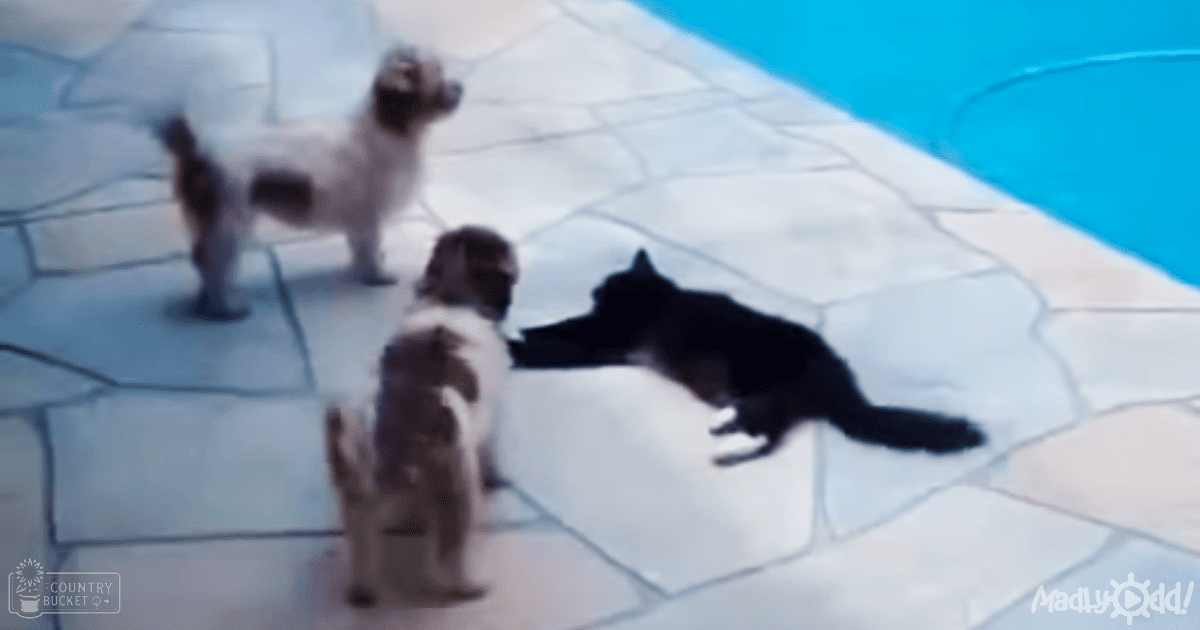 A black cat lying near two dogs outdoors around a pool, with clear blue water in the background indicating summer day.