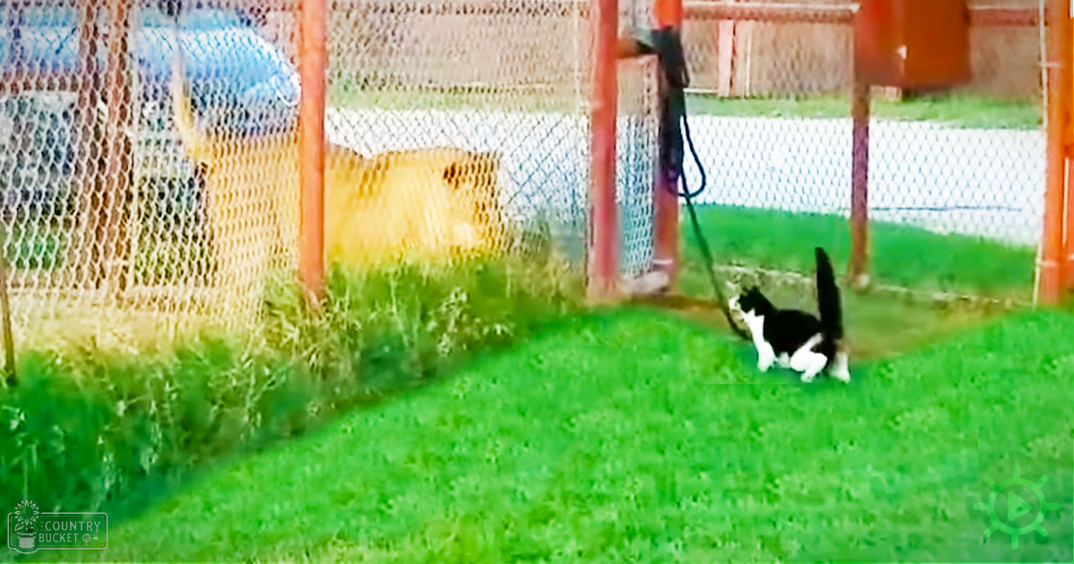 A black-and-white tuxedo cat stands outdoors on a grassy area enclosed by a fence, suggesting spring or summer with natural daylight.
