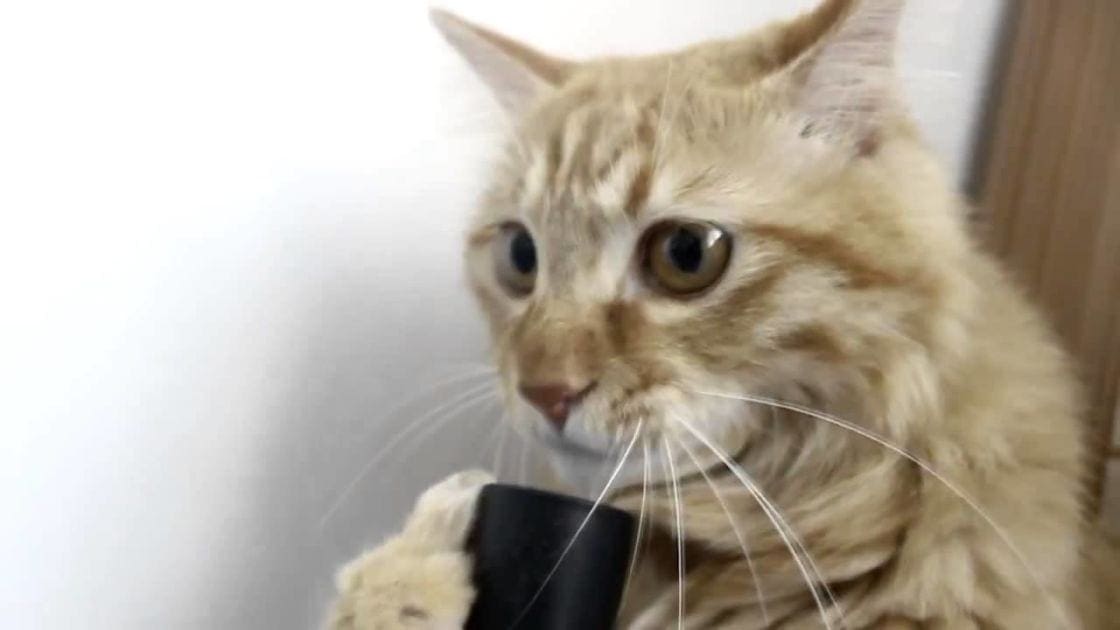 A tabby domestic shorthair cat with light brown and cream fur, indoors on a bright day.