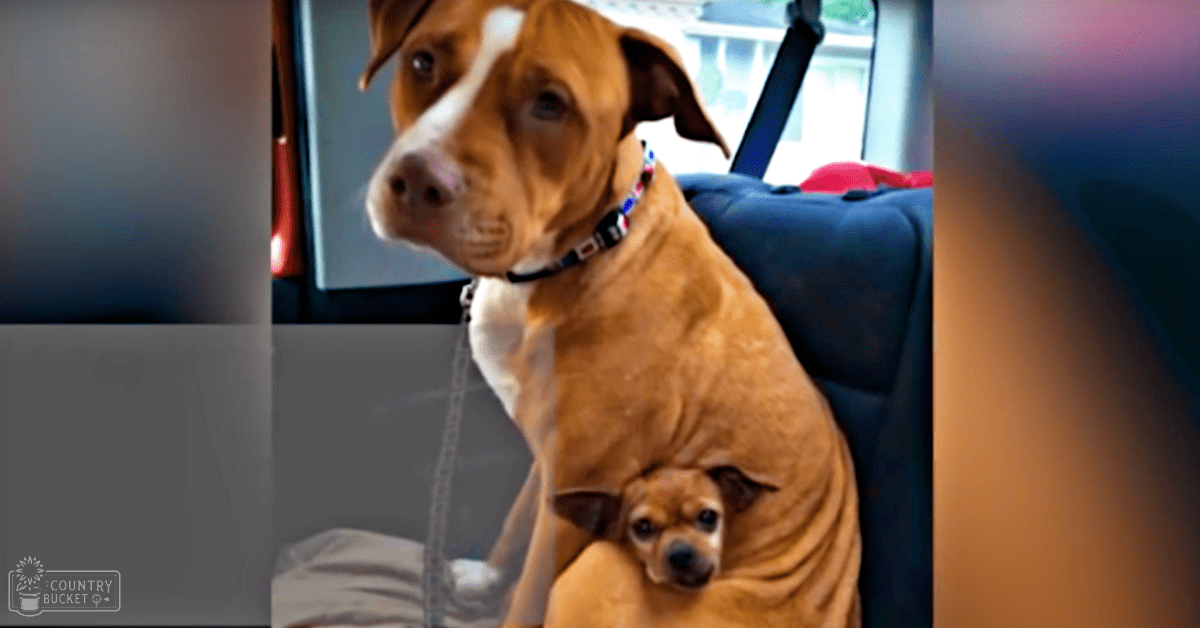 A large brown dog with a colorful collar sits inside a vehicle, accompanied by a small chihuahua on its back.