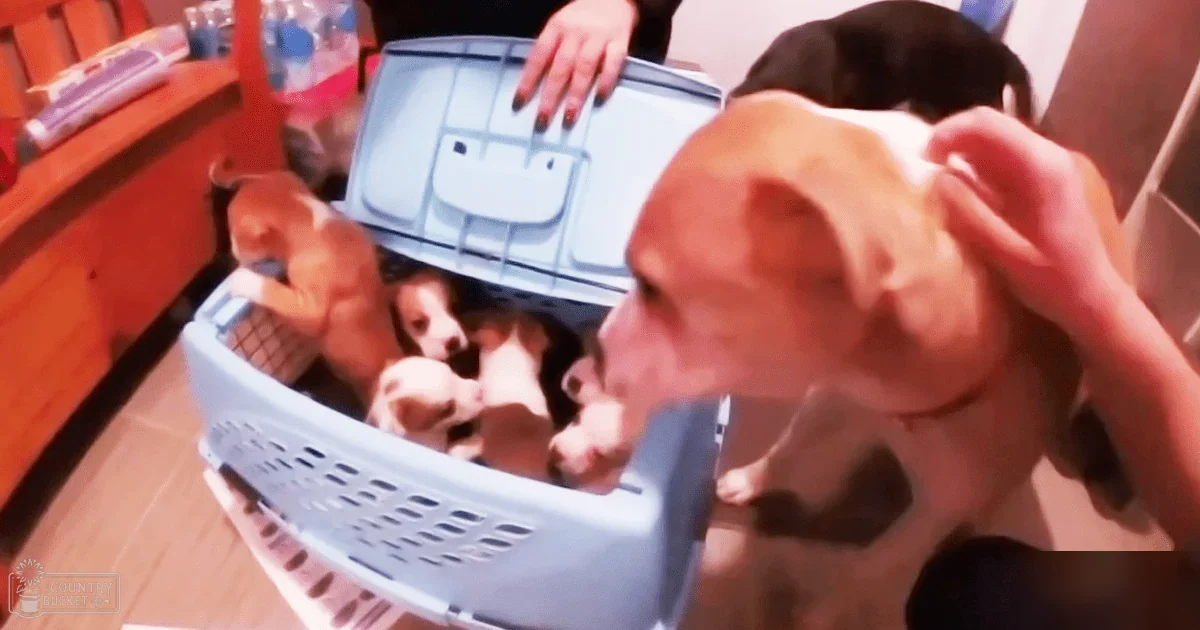 A dog interacting with puppies in a laundry basket indoors. A young adult female is present, wearing a dark long-sleeved top and painting her nails.