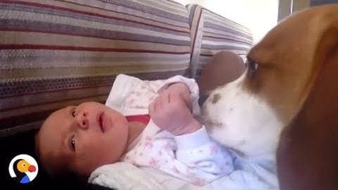 A Beagle dog with light brown and white fur, likely an adult, stands near a baby in a living room with muted-toned striped couch. Natural daytime lighting illuminates the scene.