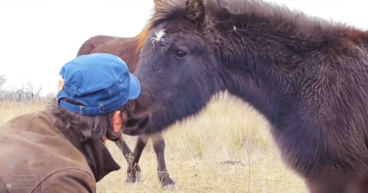 An adult male wearing a blue baseball cap backward, brown jacket, in an open field with a horse or pony with thick dark fur and white markings on its forehead.