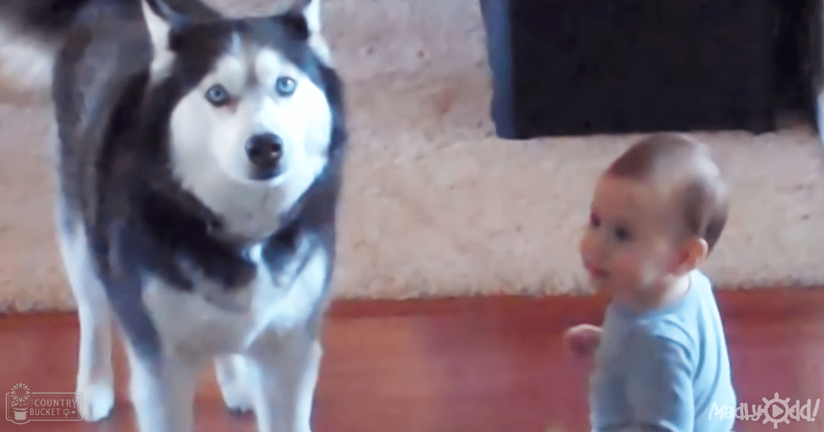 A baby in a light blue shirt interacting with an adult husky dog indoors on wooden flooring with textured walls, partial furniture visible.