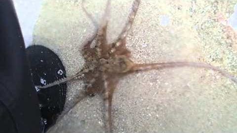A spider on outdoor ground near water droplets with a visible black object resembling footwear.