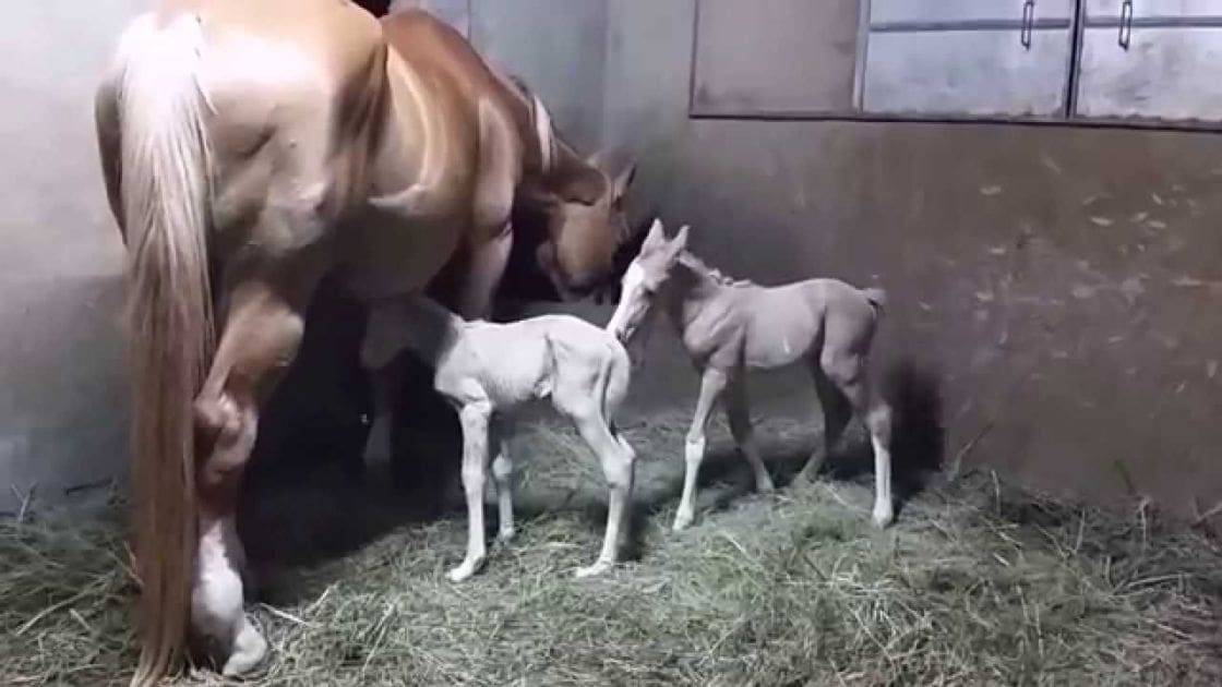 A large adult light brown horse with a long mane stands in an indoor stable, accompanied by two young foals, one white and one grayish-brown, both close to their mother. The setting includes concrete walls, metal door, hay bedding material, and artificial lighting.