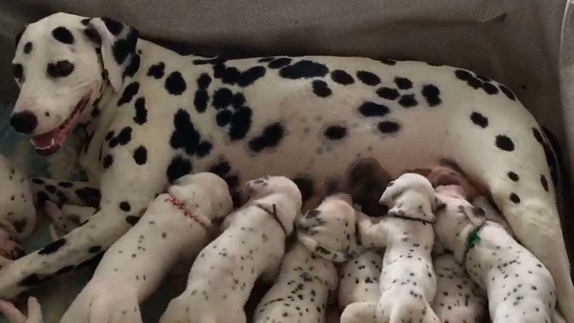 A Dalmatian mother dog nursing her black-and-white spotted puppies in an indoor shelter setting.