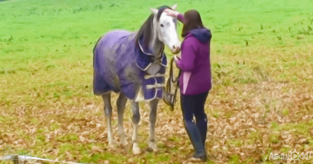 A white and gray horse wearing a purple blanket stands in an outdoor field with green grass and brown dried leaves, suggesting autumn.