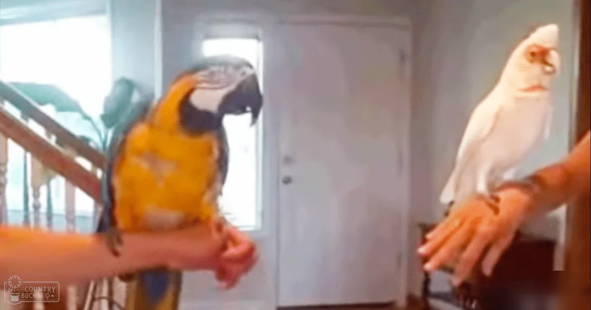 Two vibrant parrots with distinct plumage, reaching hands of two adults in a warmly lit indoor home setting