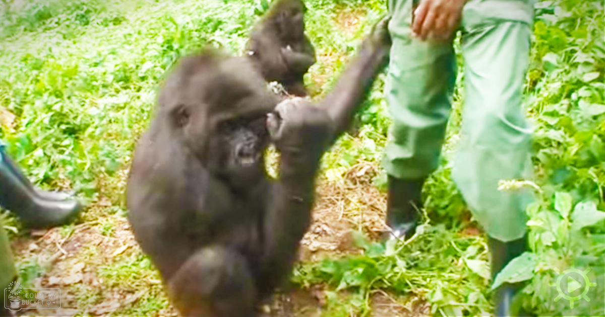 A juvenile or young adult gorilla in a naturalistic setting, possibly at a zoo enclosure. An adult male wears green pants with a white stripe down the side and black boots.