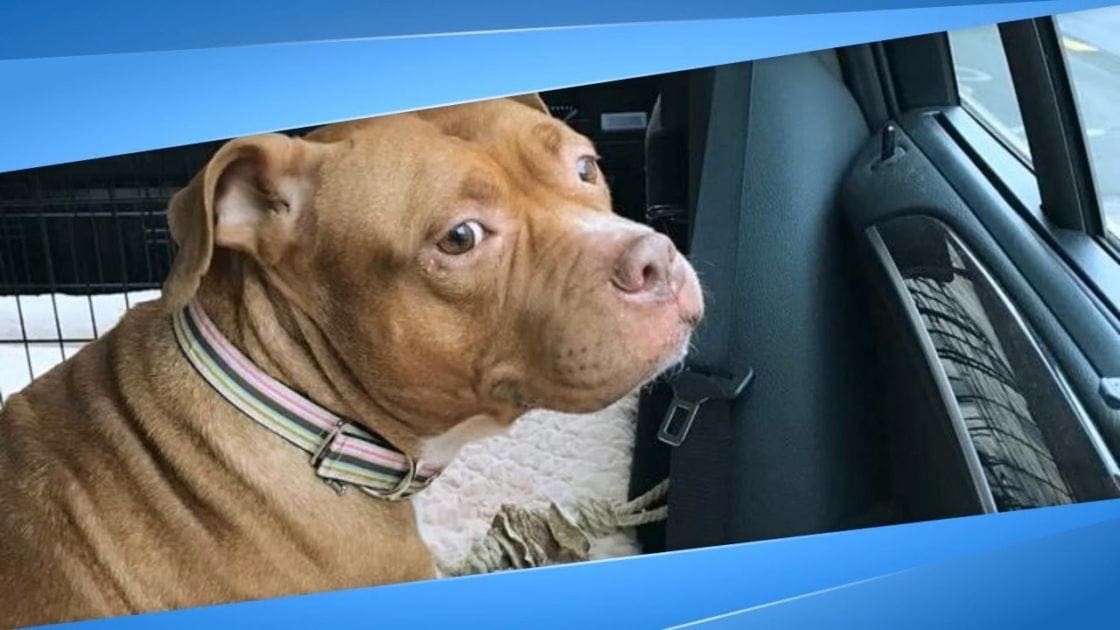 A brown pit bull with lighter markings sits in an open car window during daytime.