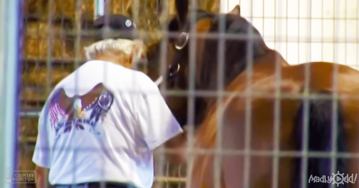 A young adult male interacts with a draft horse in a stable or barn setting, wearing a white t-shirt with a graphic design.