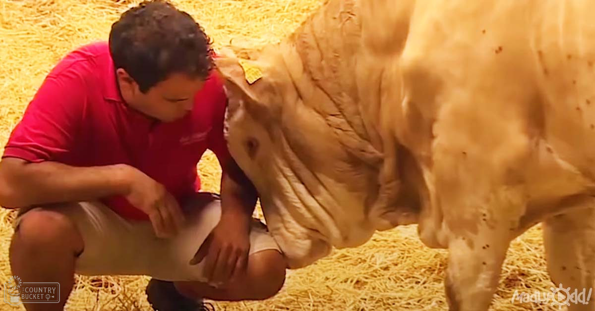 Adult male interacting with a likely Holstein cow in an indoor barn with straw bedding, wearing a red polo shirt and beige shorts.
