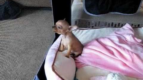 A small Chihuahua puppy with light brown fur and white markings sits on a pink blanket or towel inside a vehicle.