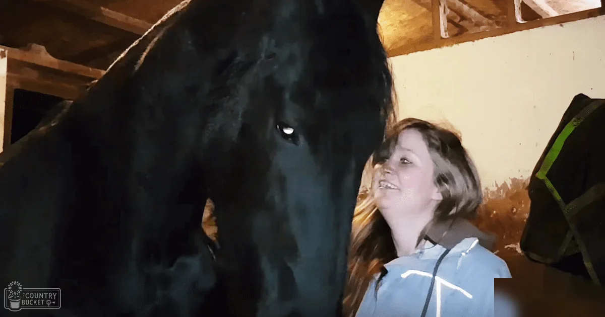 A black horse in a stable, with a young adult female wearing a light blue jacket with white stripes and dark collar.