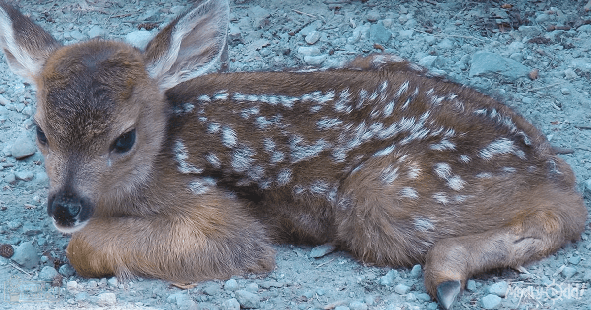 A fawn with brown fur and white spots stands outdoors amidst gravel, bare ground, and scattered leaves under soft morning or evening light.