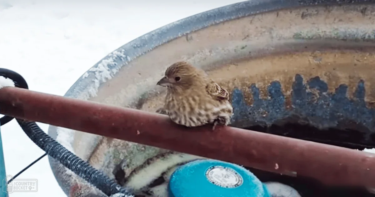 A small finch or sparrow with brownish plumage in a snowy outdoor setting, possibly juvenile, near a birdbath and rusted pipe.