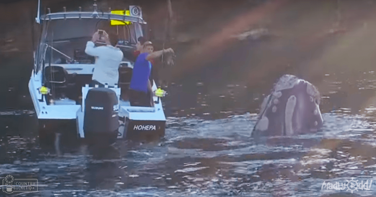 A whale near a white motorboat labeled 'HOHEPA' with ripples and reflections on the water, rocky terrain in the background.