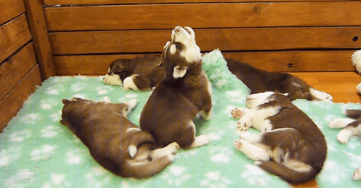 Young Husky puppies with brown, white, and black coats lying down in a wooden enclosure with green floral blanket indoors