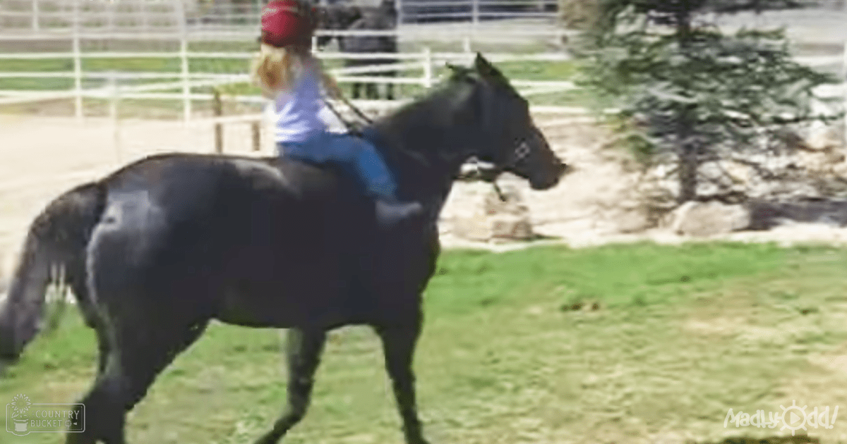 A young adult female horseback rider in a light blue shirt and red cap rides a dark brown/black Thoroughbred or similar breed horse with a blue saddle blanket, in an outdoor arena or paddock with white fences, trees, and grassy areas. The scene suggests spring or summer with greenery and daytime lighting.
