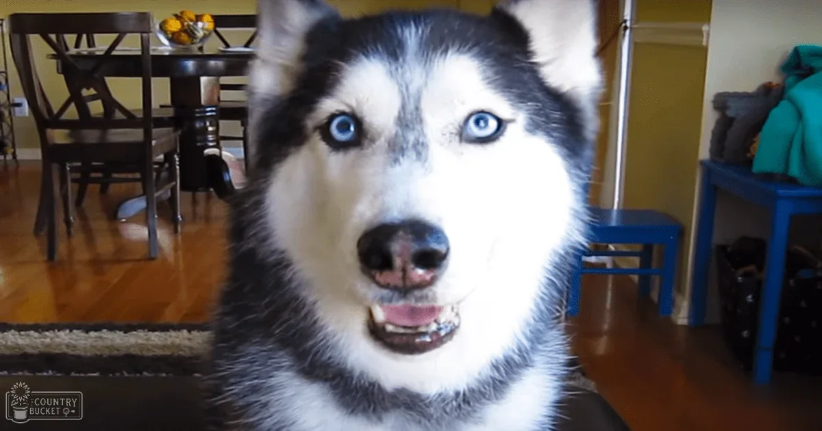A husky with striking blue eyes, black and white fur, and an alert expression inside a home with wooden flooring and warm-toned walls.
