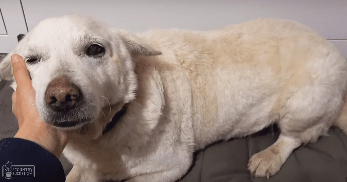 An adult male dog, possibly a Golden Retriever, with white fur and light brown markings, sits indoors on a gray cushion. A hand gently touches its face against a backdrop of neutral-colored walls and daylight.