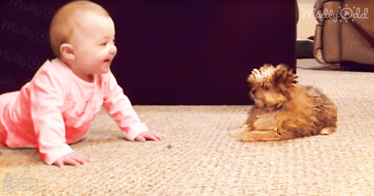 A small dog, likely a Pomeranian or similar breed, stands near a baby crawling on carpet in an indoor setting with light brown fur and darker markings around the face and ears.
