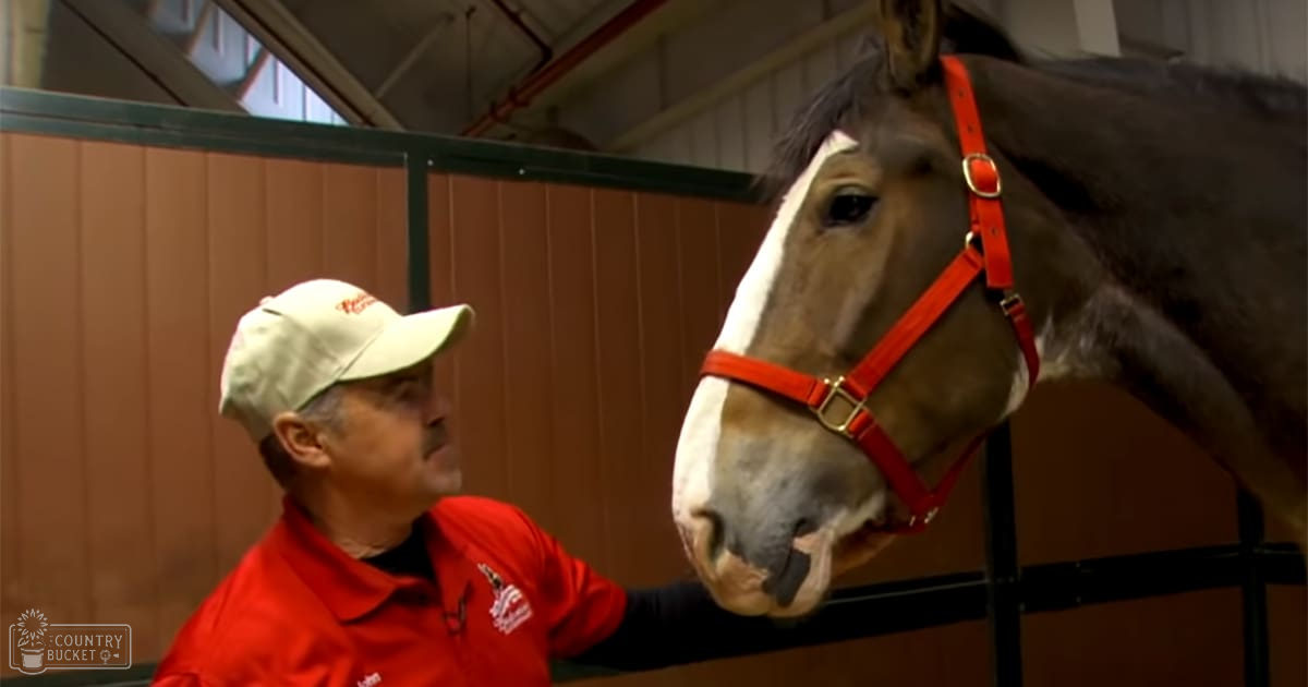 A middle-aged male in a red polo shirt and beige baseball cap interacts with an adult draft horse, possibly a Clydesdale, in an indoor stable setting under artificial lighting.