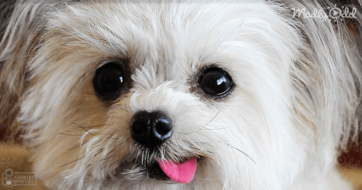 A Shih Tzu or similar breed with long, fluffy white and light brown fur indoors. Tongue slightly out suggests panting.