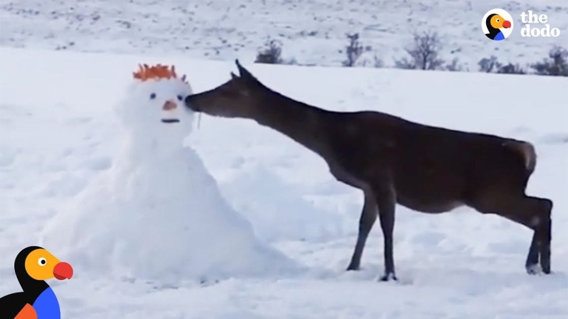 A dark brown mule deer with a lighter underbelly stands amidst snow-covered ground, likely during winter daylight.