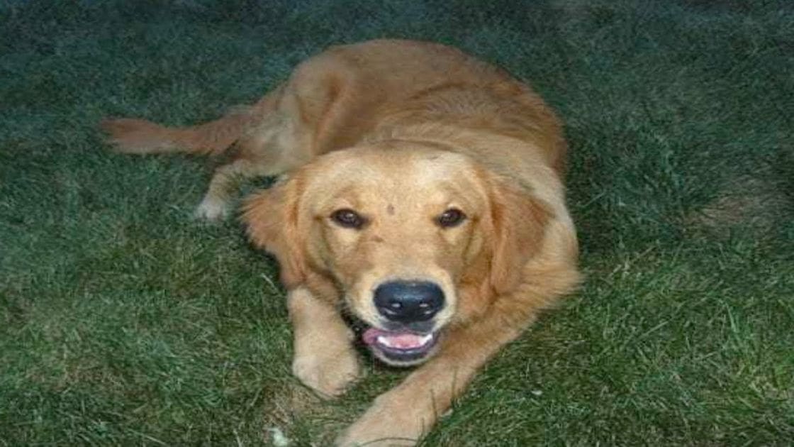 A golden retriever lies on lush green grass in an outdoor setting, bathed in soft daylight.