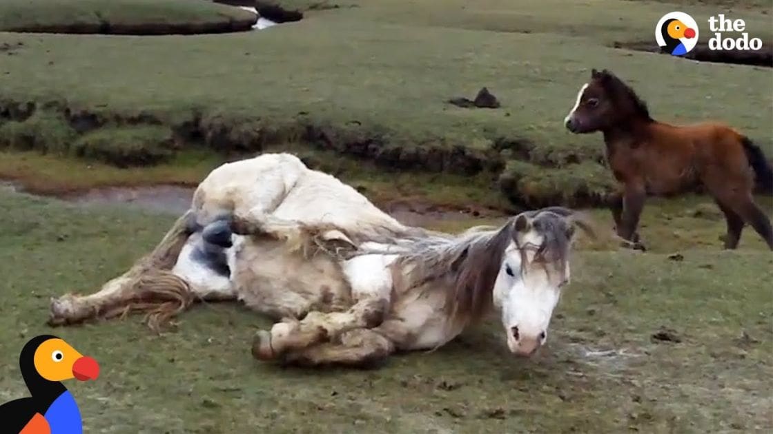 Two horses, one white and brown lying down, another smaller brown standing on its legs, in a grassy field with patches of mud, suggesting spring or summer.
