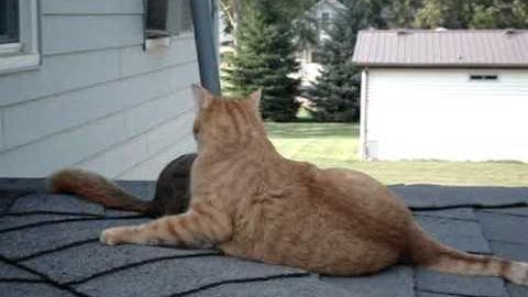 A ginger tabby cat with dark markings on its tail and legs lies on a roof in a residential area surrounded by houses and trees.