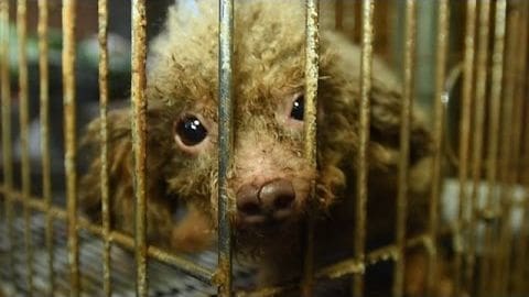 A small, light-brown kinkajou with dark markings on its face and ears peers through cage bars in an animal shelter setting.