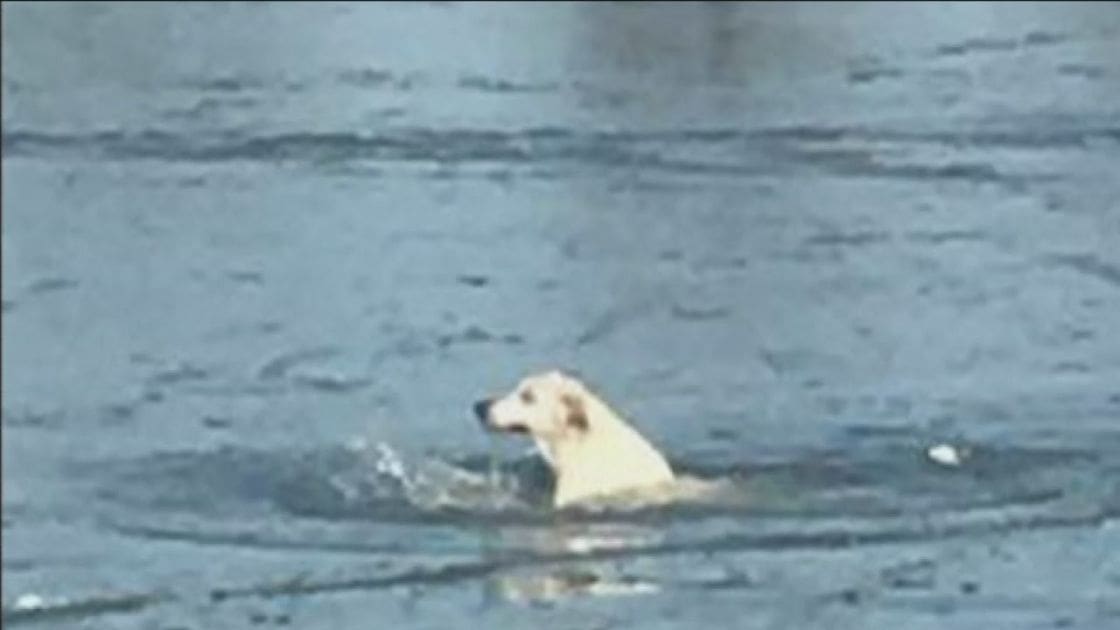 A golden retriever swimming in a body of water under overcast daylight.