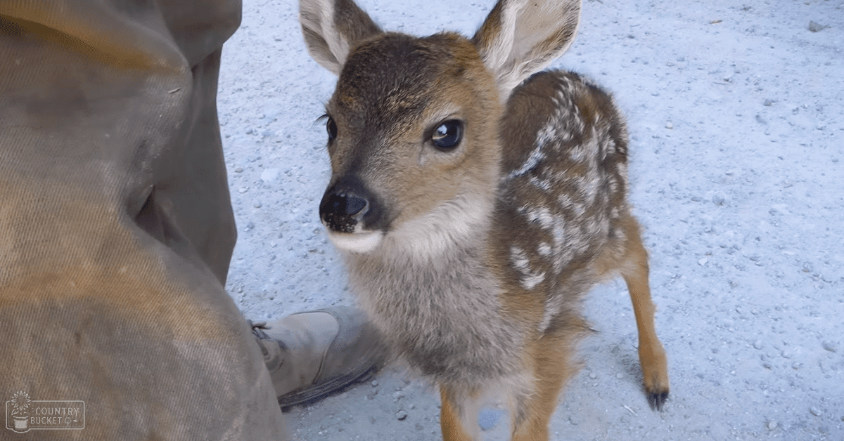 A juvenile fawn with light brown fur and white spots stands in a lush green grassy area during what appears to be spring or summer, bathed in natural daylight.