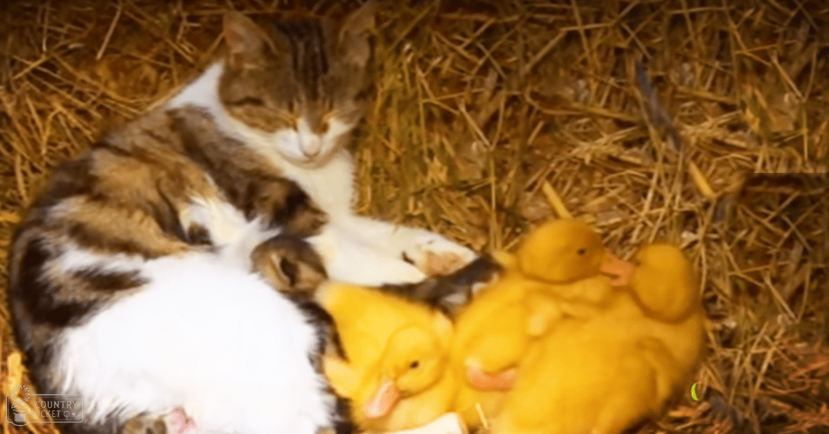 A tabby cat with white markings, likely an adult, alongside yellow ducklings in a barn-like setting with warm evening lighting.