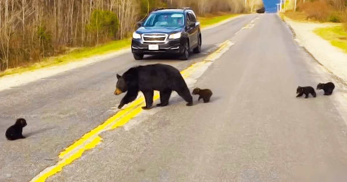 A black bear with four cubs crossing a paved road in a rural, late autumn or early spring setting with clear skies and yellow road markings.
