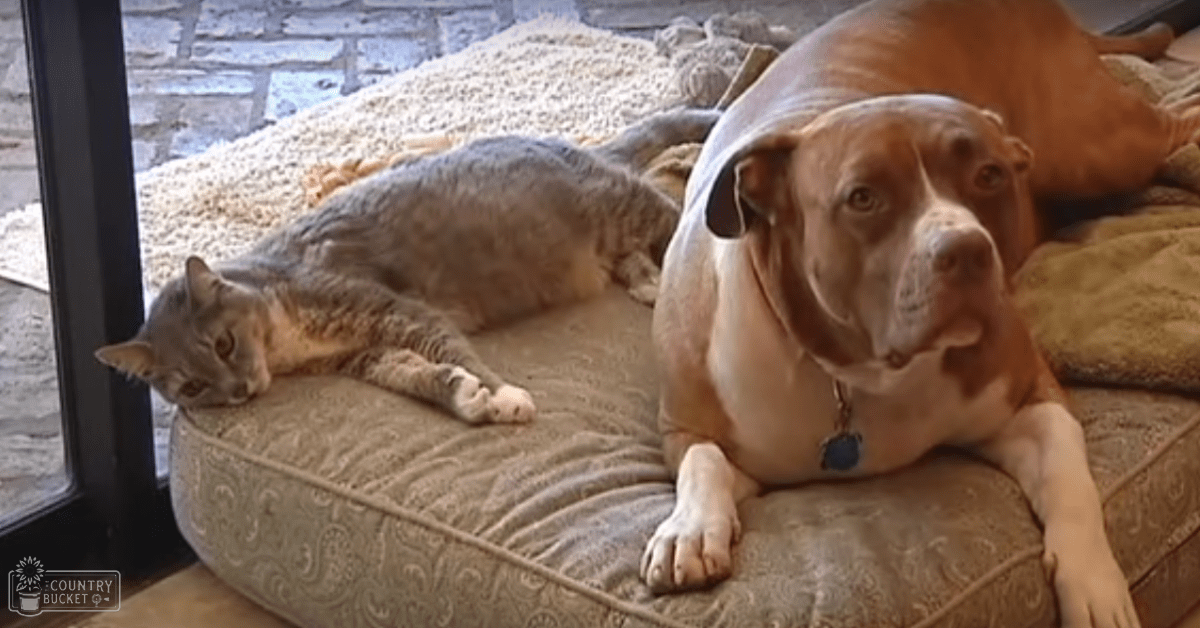 Two adult dogs and a cat resting on a pet bed indoors near a glass door, with an outdoor stone-paved area visible in the background suggesting autumn or winter.