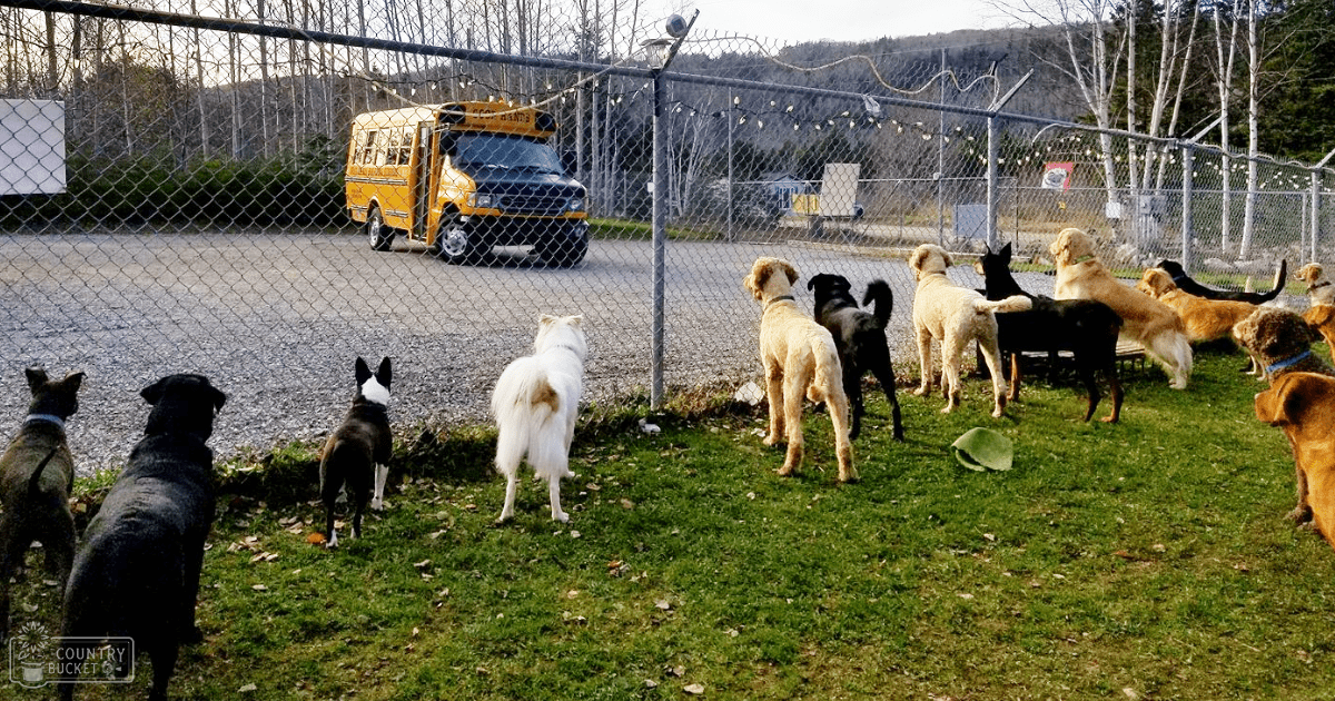 Several golden retrievers and mixed-breed dogs in a fenced outdoor area with trees, grassy ground, and a yellow bus parked behind the fence. Late afternoon light casts long shadows.