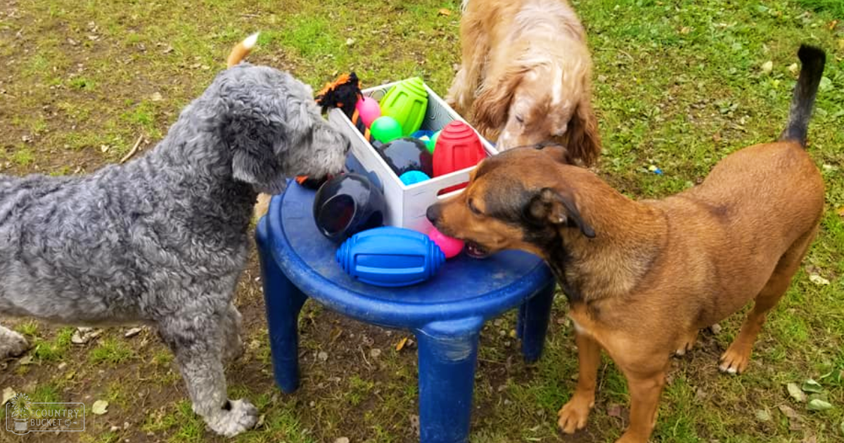 Three dogs interacting with toys on a small blue plastic table in an outdoor grassy area, likely spring or summer day.