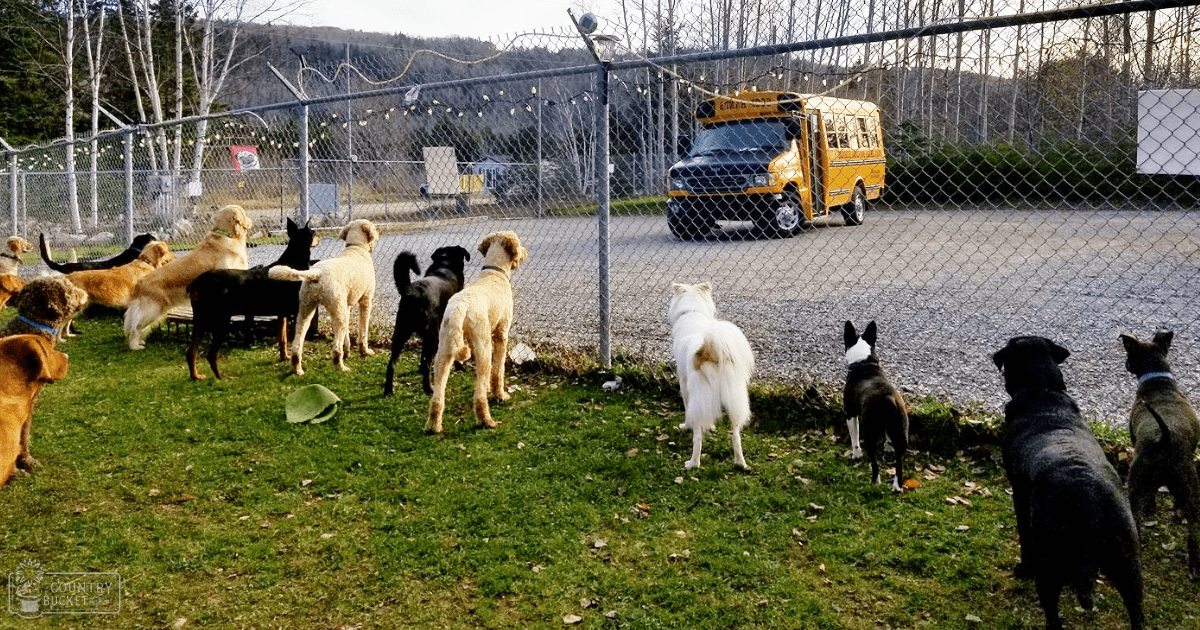 Several dogs of various breeds, including golden retrievers and Labradors, in a grassy outdoor fenced area with trees and hills under daylight, possibly late afternoon.
