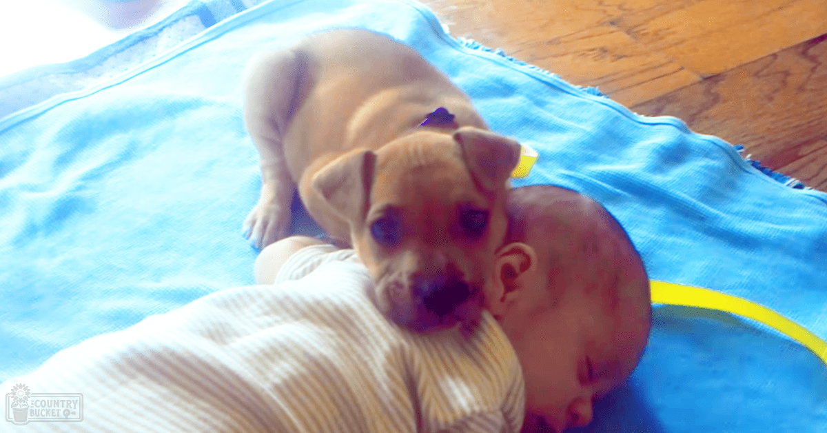 A puppy, likely a Chihuahua, rests in an indoor home setting with simple bedding and natural light. A baby is also present, wearing a white striped onesie.