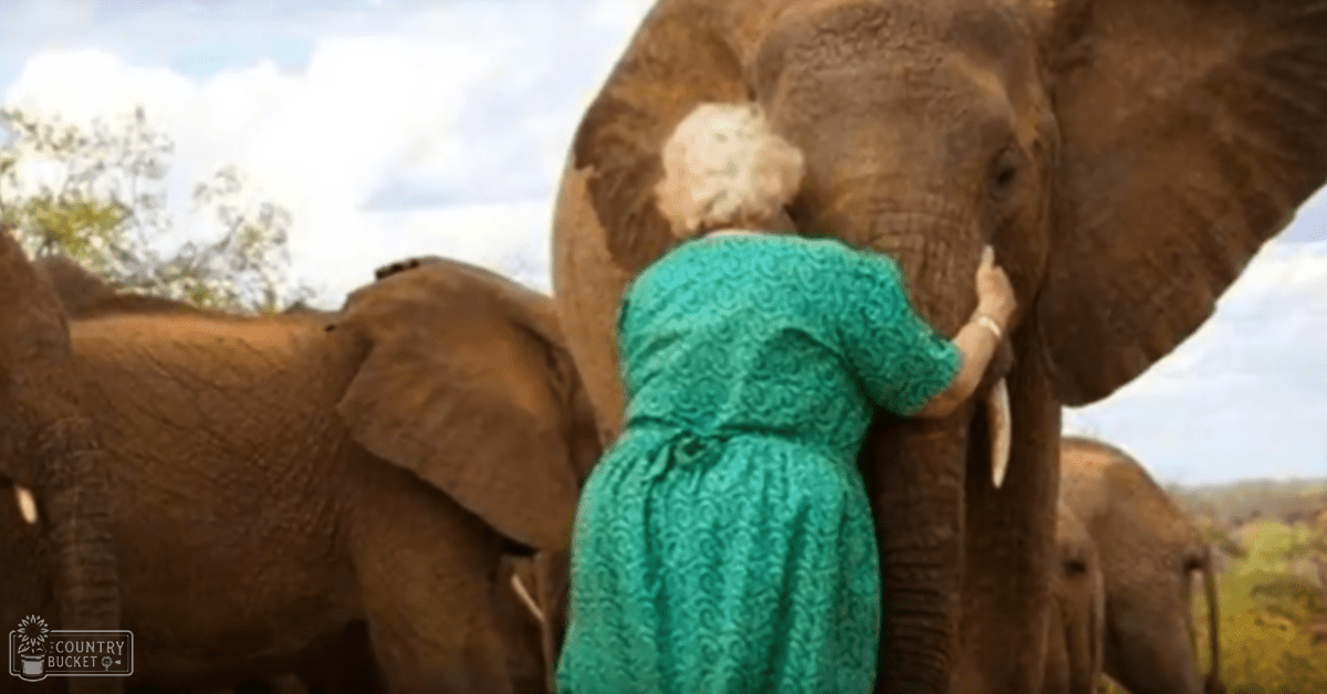 An adult female wearing a teal patterned dress interacts with elephants in an outdoor wildlife sanctuary under bright daylight.