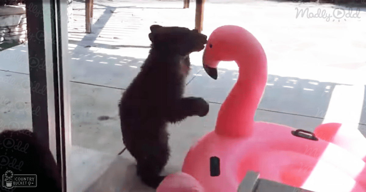 A young bear cub interacts with an inflatable pink flamingo in a zoo or wildlife sanctuary, showcasing curiosity amidst natural light.