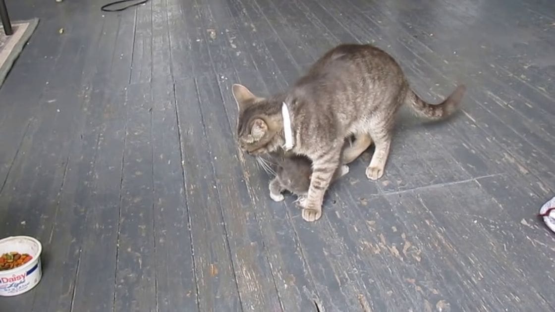 A tabby cat with a white collar stands outdoors on a wooden deck or floor near 'Daisy' cat food.