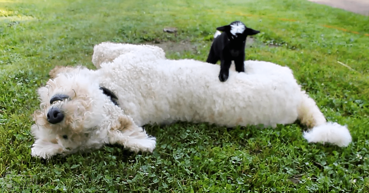 A fluffy white poodle-like dog lying on its back in a grassy spring or summer field with a black and white lamb nearby, overcast lighting