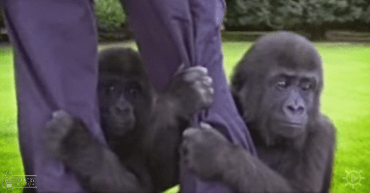 Two adult Western Lowland Gorillas interacting in an outdoor park setting with green grass and natural daylight, wearing a pair of purple pants.